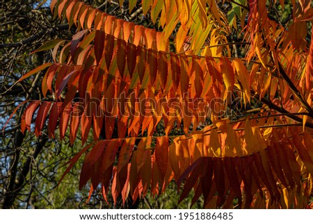 Autumn coloration of Rhus typhina (Staghorn sumac, Anacardiaceae). Blurred background. Selective focus. Close-up. Red, orange, yellow and green sumac leaves. Natural texture pattern background