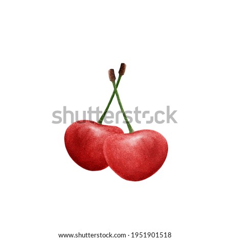 Ripe juicy dark red two cherries on stems. Watercolor illustration of cherry berries on a white background. Isolated fruits for printing, textiles, postcards.