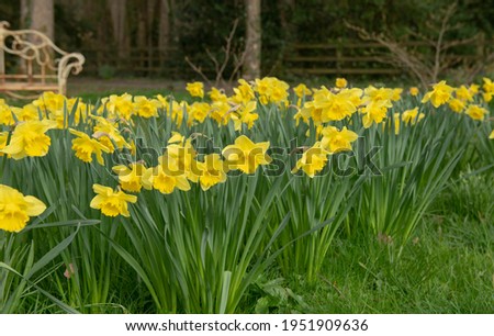 Spring Flowering Bright Golden Yellow Daffodils (Narcissus 'King Alfred') Growing in a Green Grass Meadow in a Garden in Rural Devon, England, UK Royalty-Free Stock Photo #1951909636