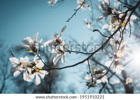 Magnolia white blossom tree flowers, close up branch, outdoor. Lily magnolia flower on blue sky blurry background. Magnolia flower bloom.