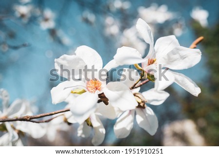 Magnolia white blossom tree flowers, close up branch, outdoor. Lily magnolia flower on blue sky blurry background. Magnolia flower bloom.