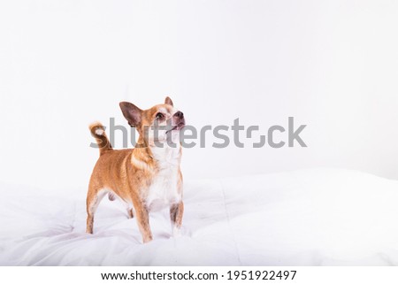 Cute little brown chihuahua looking overhead with copy space