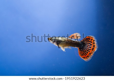 small fish with colorful tail on blue background studio shot