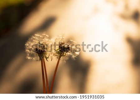 Dandelion sun silhouette. The concept of a bright summer day. Fluffy white flowers in the sunlight close-up. The romance of a summer sunset. Soft focus. Brown-beige natural background with copy space