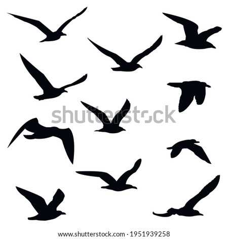 silhouettes of birds set. seagulls in flight isolated. Migration of birds. Vector stock illustration Royalty-Free Stock Photo #1951939258