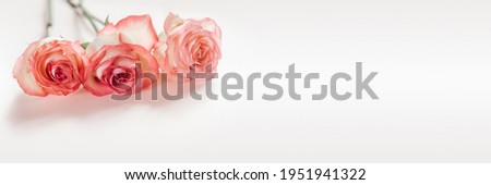Pink peach rose flowers on light pink background, wedding and Valetine's day banner Royalty-Free Stock Photo #1951941322