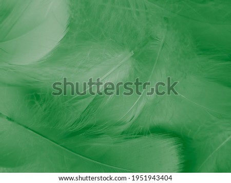 Beautiful abstract green feathers on white background, yellow feather texture on dark pattern,  green background, feather wallpaper, love theme, valentines day, green gradient texture