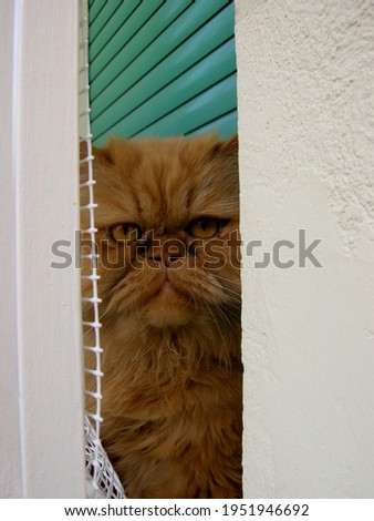 red cat sitting on the window