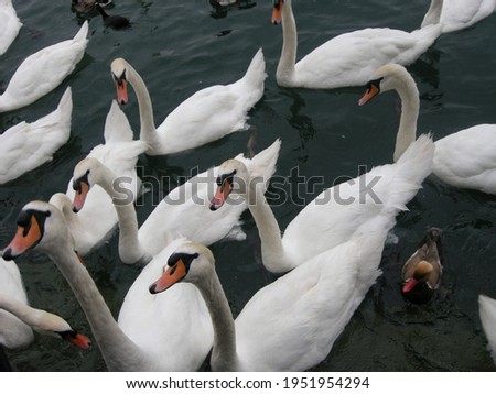 feeding swans on the lake in Zurich