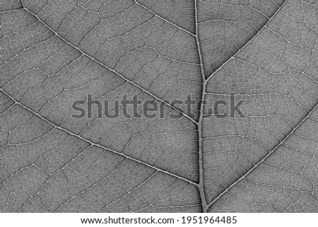 macro shot of gray leaf texture