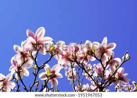 Pink flowers of a magnolia with a blue cloudless sky in the background. Blooming plant in spring.