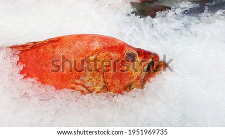Fresh grouper freeze on ice for sale at fish market or supermarket with copy space on right. Uncooked food and Animal on submarine. 