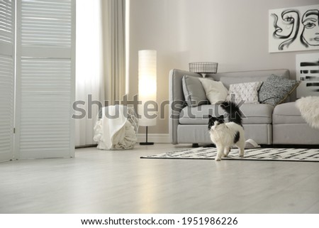 Cat near big grey sofa in living room. Interior design Royalty-Free Stock Photo #1951986226