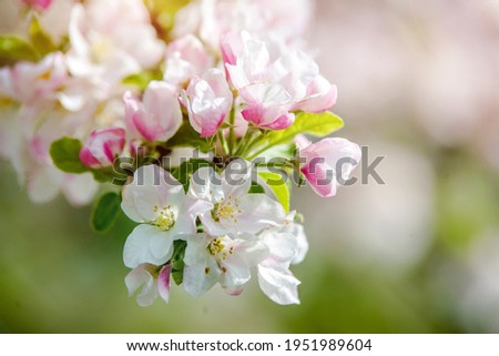 appletree blossom branch in the garden in spring
 Royalty-Free Stock Photo #1951989604