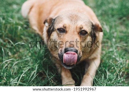 Close-up portrait of a dog. Ginger dog lies on the grass and licks its lips. The shot taken with a selective focus showing dog's tongue.