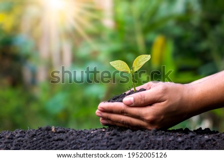 Farmers plant crops by hand on the ground and in the soft sunlight, ideas for developing agriculture and reforestation to reduce global warming.
