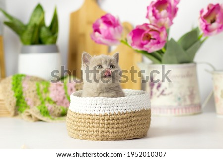 Little kitten breed of British shorthair on the kitchen. Beautiful yang cat. Spring decor home