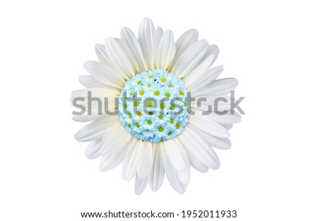 A bouquet of chamomile flowers in the middle of a daisy flower isolated on white background
