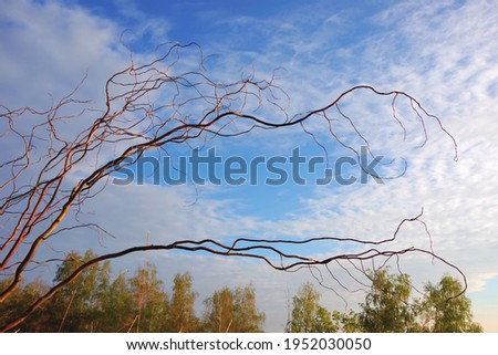 Fabulous dry tree branches on a blurry background of autumn birches and a beautiful blue sky. Selective focus.