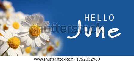 Hello June. Beautiful blooming chamomiles on blue background, banner design  Royalty-Free Stock Photo #1952032960