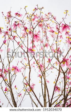 Spring flowers, pink magnolia in blossom