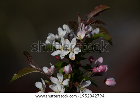 Spring apple blossoms and crabapple pink,white and green.