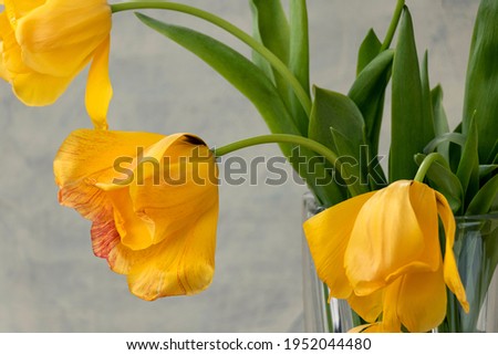 bouquet of yellow tulips on gray textured background. Fading yellow tulips on a gray background in a transparent vase.