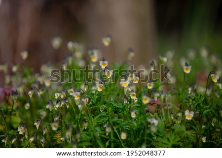 Natures tiny wildflowers,viola,lyre leaved sage pastel colors