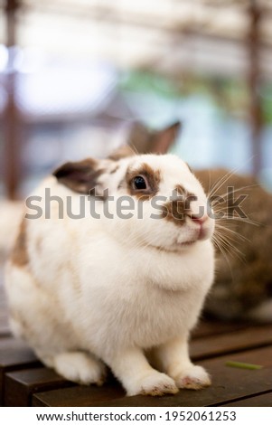 cute rabbit on the cage