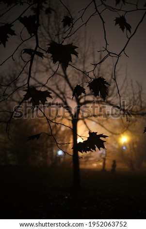 Silhouette of leaves and branches in front of a warm light.