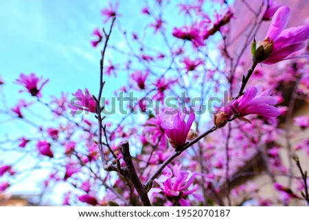 Blooming magnolia tree in the city, beautiful flowers blossomed in spring. Magnolia blooms with pink flowers.