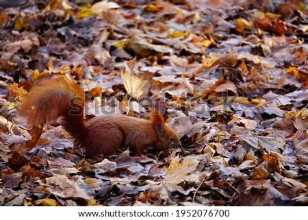 Squirrel looking for nuts or other food under the autumn leaves
