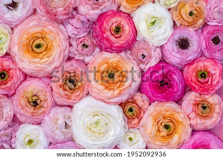 Ranunculus beautiful flowers, top view wallpaper background. Mother’s Day card with Ranunculus bloom. Colorful rose ranuncula flowers, wallpaper backdrop.