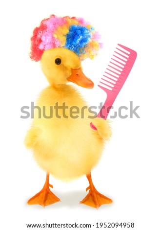 Cute cool duckling with crazy colorful hair and pink comb funny conceptual image