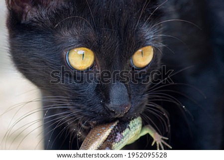 Closeup Black cat kitten predators Iguana