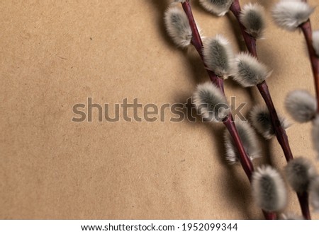 Willow flowers and twigs close up with selective focus. Craft paper background for copy space.