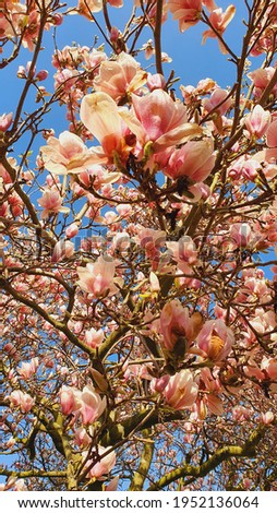pink magnolia blossom flower in spring