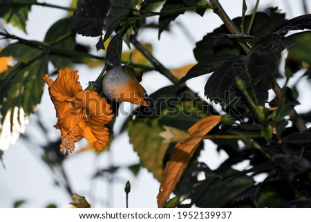 Beautiful picture of yellow flower and bird is sitting on it