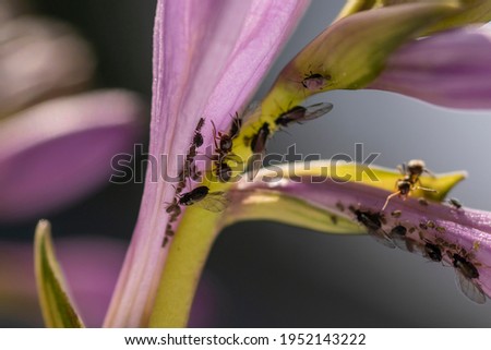 Black ants (Lasius niger) protecting and taking care of aphids on a plant. Honeydew collecting and inter-species cooperation. Destruction of garden plants by pests.