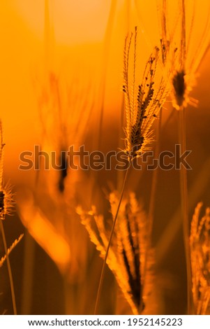 Beautiful Yellow Sunset with Grass Field in Golden Hour