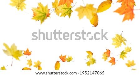 Beutiful colour Autumn leaves photo