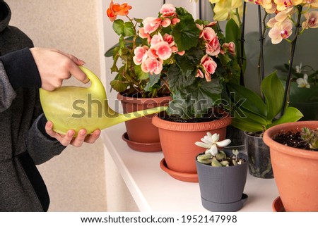 The girl waters flowers on the windowsill. Home plants, green home, lifestyle. Royalty-Free Stock Photo #1952147998