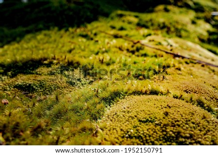 Close up moss,Moss texture. Moss background,Beautiful Bright Green moss.