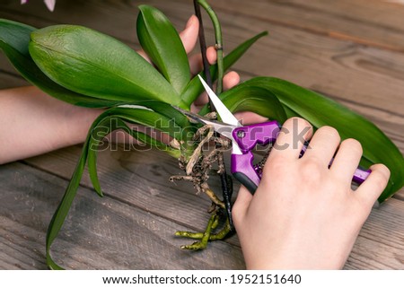 The girl cuts the roots of the orchid with special scissors. Orchid transplant and care. Royalty-Free Stock Photo #1952151640