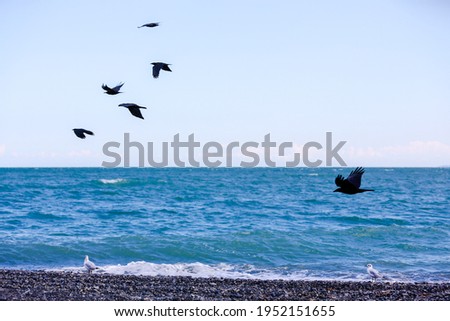 The coast of lake Alakol with a flying birds