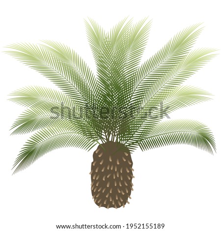 tropical tree isolated on white background 
