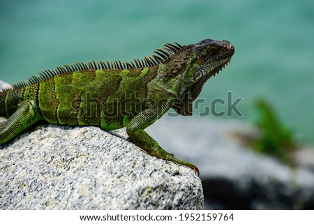 Green Iguana, also known as Common or American iguana, on nature background