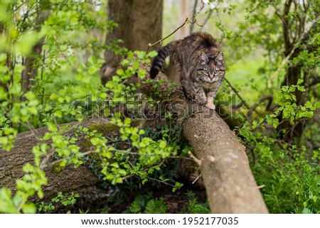 A young cat stalking along a tree trunk.