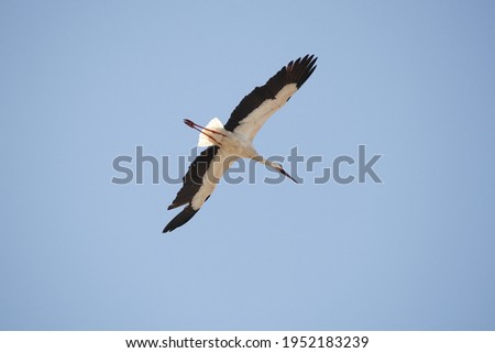 photography of stork flying in gliding flight, Castilla, Spain, 