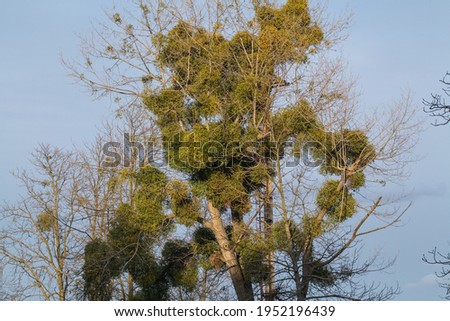 Mistletoe Parasite plant on tree. Selectiv focus